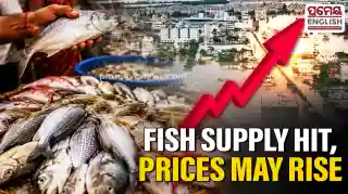Fish prices likely to rise in Odisha as Andhra supply takes a hit due to floods