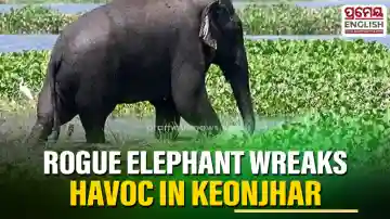 Rogue elephant wreaks havoc in Keonjhar village, destroys houses & farmer’s cucumber crop