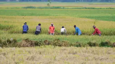 India's kharif sowing declines 6.04% year-on-year till July 17; pulses acreage drops over 15%: Govt data