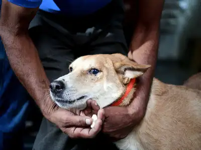 Delhi HC initiates suo motu PIL to monitor implementation of SC's stray dog directions