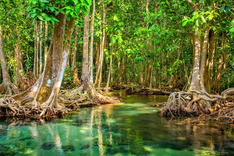 UNESCO Marks Mangrove Day Highlighting Critical Need to Save Coastal Forests