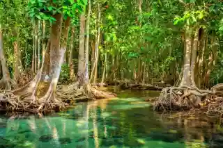 UNESCO Marks Mangrove Day Highlighting Critical Need to Save Coastal Forests