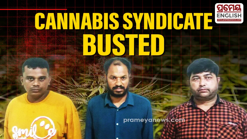 Odisha STF dismantles inter-state cannabis syndicate, 3 held

