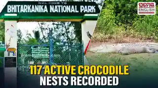 Bhitarkanika records 117 active crocodile nests, reflecting stable breeding population