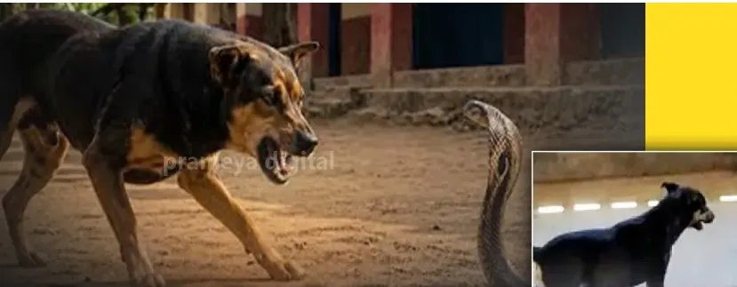 Loyal pet dog dies after fighting cobra to save owner in Odisha's Jajpur