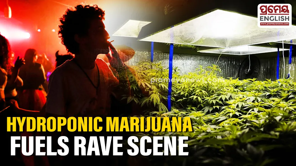 High-end hydroponic marijuana fuels Bhubaneswar's secret rave party culture

