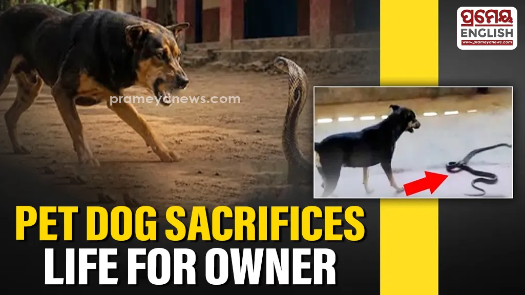 According to the owner, the dog fought the cobra for several minutes without barking, apparently to avoid waking him. The struggle ended with the cobra being killed, but Putul suffered a fatal snakebite during the encounter.
