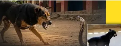 Loyal pet dog dies after fighting cobra to save owner in Odisha's Jajpur