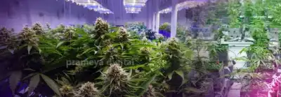 High-end hydroponic marijuana fuels Bhubaneswar's secret rave party culture