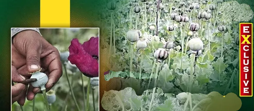 Illegal Opium Cultivation expands across Odisha forests, cross-border network under scanner


