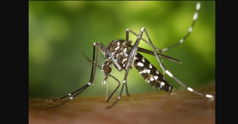 Mosquito menace escalates in Bhubaneswar amid waterlogging, poor sanitation
