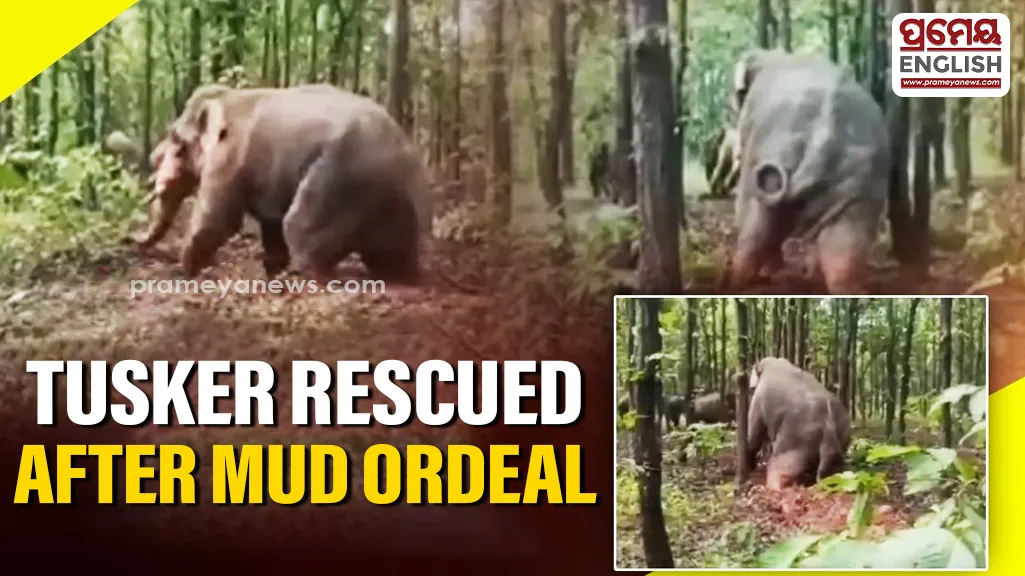 Tusker escapes mud trap in Keonjhar after hours of struggle

