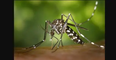 Mosquito menace escalates in Bhubaneswar amid waterlogging, poor sanitation
