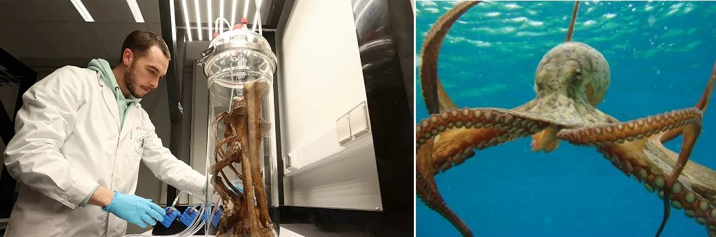 Apart from aquatic illusion octopuses can use mirrors to locate food: Study