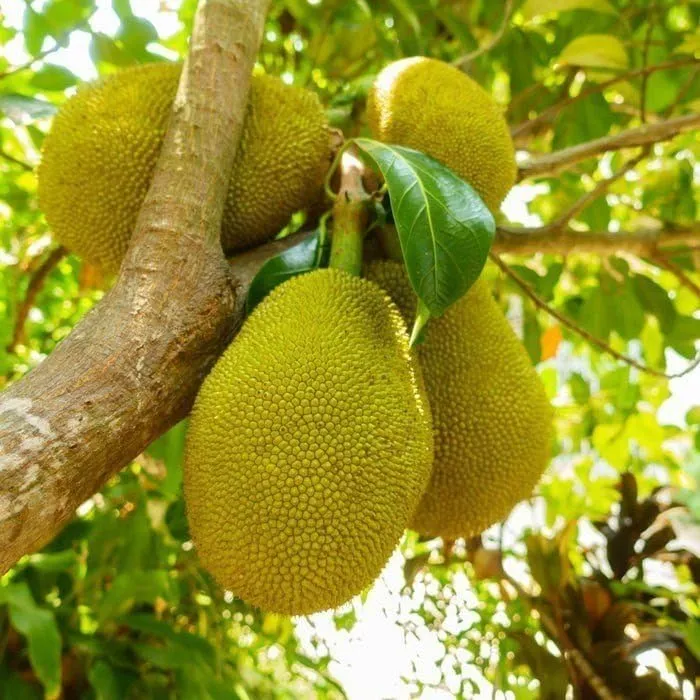 Palur-1 Jackfruit variety arrives in Odisha, promises higher yield and two harvests a year