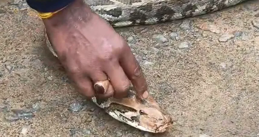 8-foot Python rescued from Odisha village, released into nearby forest after health checkup

