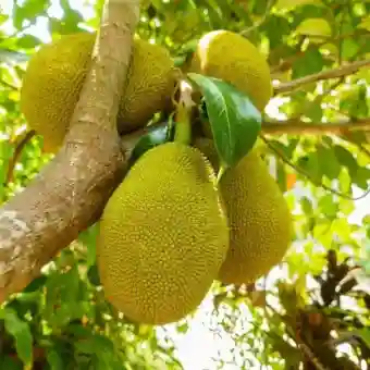 Palur-1 Jackfruit variety arrives in Odisha, promises higher yield and two harvests a year