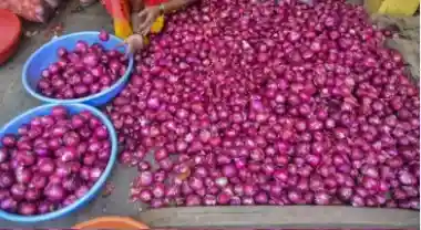Govt raises onion procurement price by 13% to Rs 2,125 per quintal