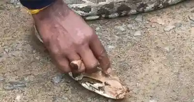 8-foot Python rescued from Odisha village, released into nearby forest after health checkup
