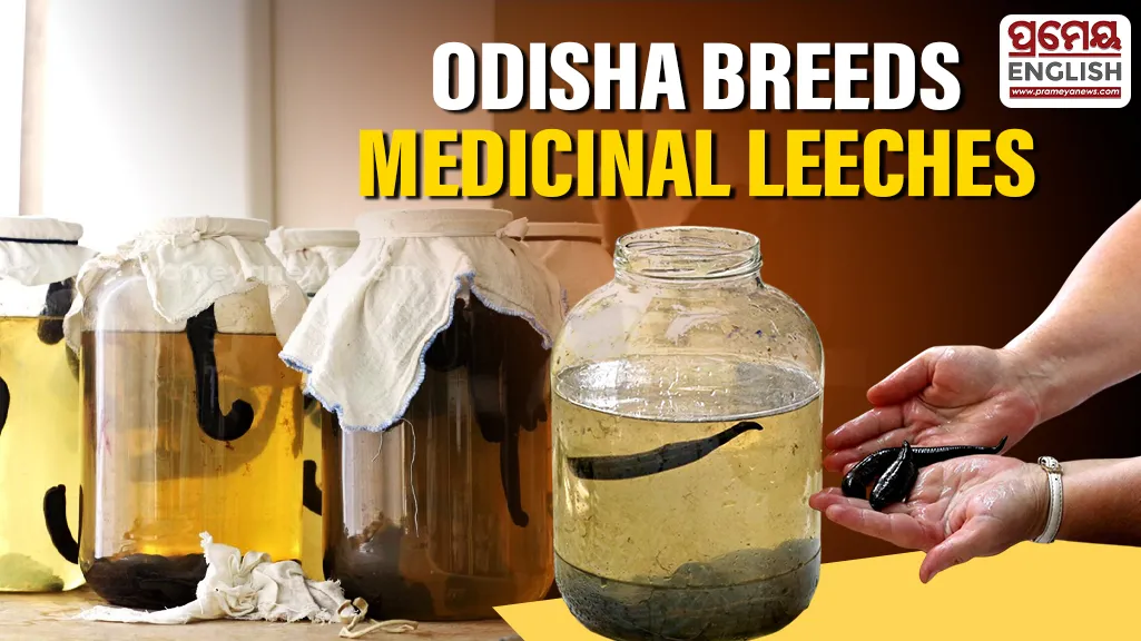 Odisha breeds medicinal leeches to expand therapy for Filariasis, diabetic foot