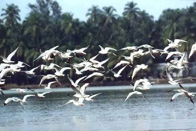 Monsoon revives Bhitarkanika as thousands of resident birds begin Annual Nesting Season

