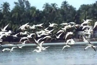 Monsoon revives Bhitarkanika as thousands of resident birds begin Annual Nesting Season