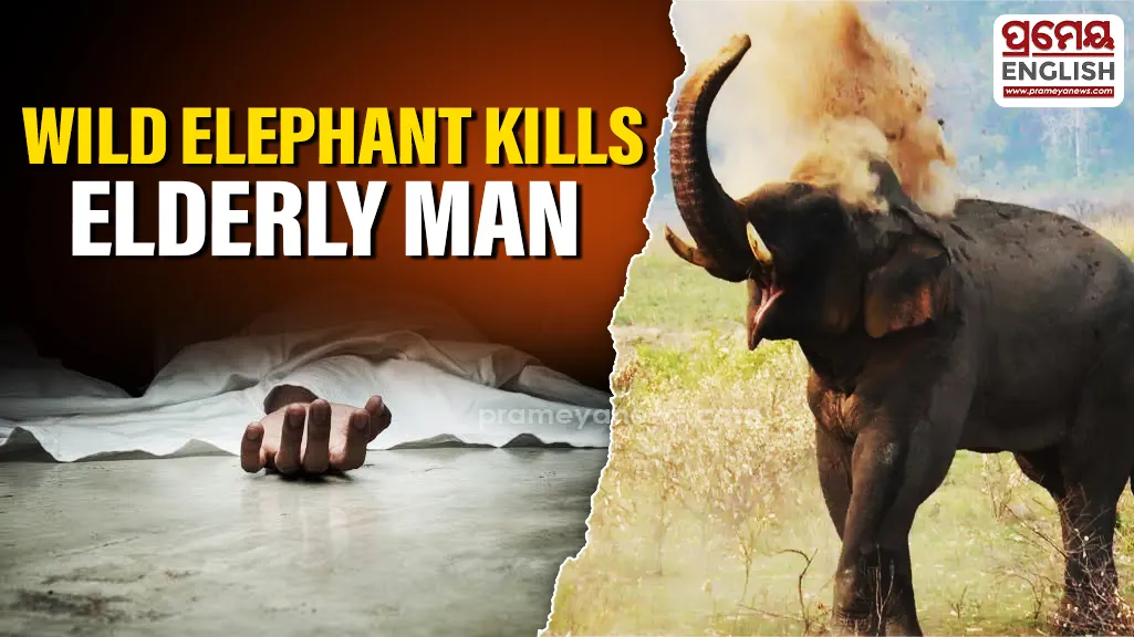 Elderly man trampled to death after wild elephant drags him out of house in Odisha’s Sundargarh

