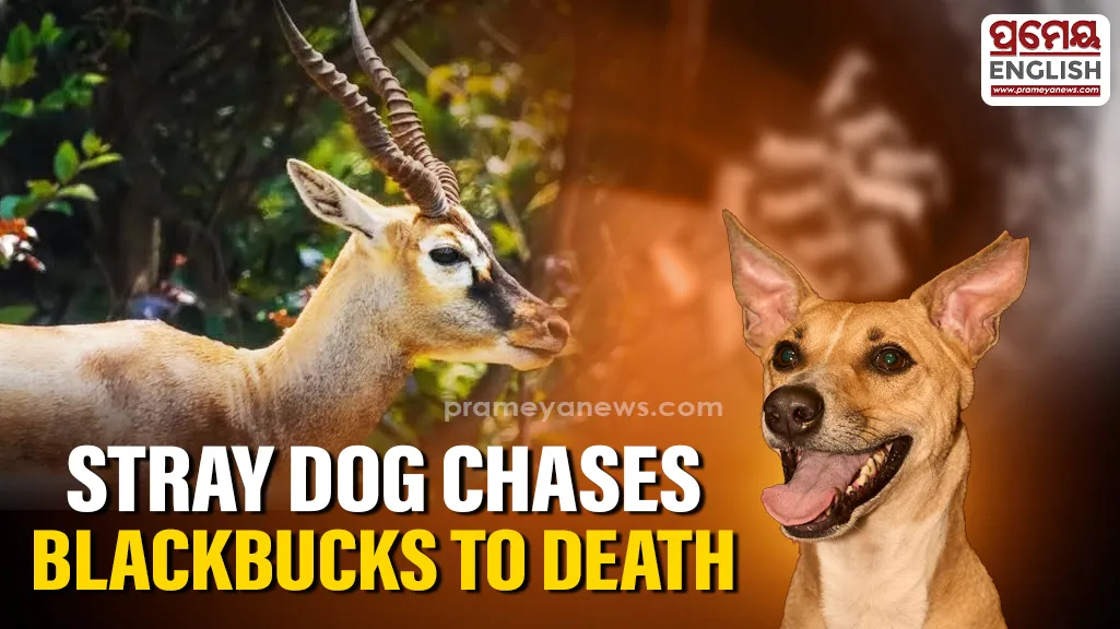 MP: 13 blackbucks die after falling into well while trying to escape stray dog in Shajapur