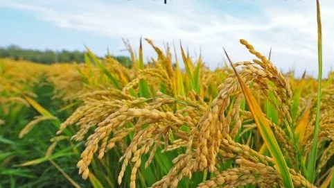 Odisha notifies Pradhan Mantri Fasal Bima Yojana implementation for Kharif Season-2026

