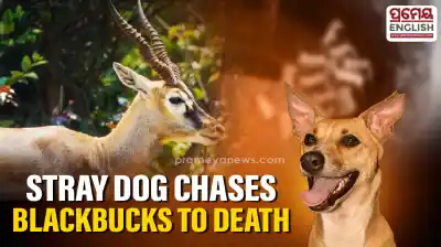 MP: 13 blackbucks die after falling into well while trying to escape stray dog in Shajapur