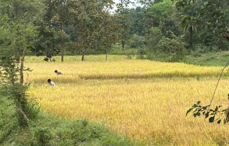 LongStraw Carbon Brings Climate Innovation with Rural Livelihoods in Odisha's Kalahandi Tribal Belt