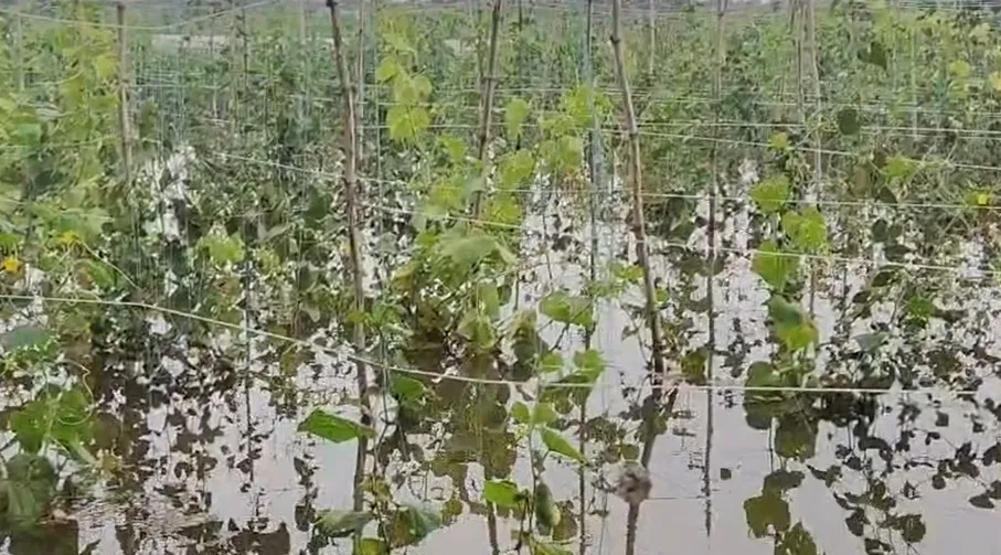 Flood fury in Odisha: Mahanadi waters wash away months of hard work, farmer Ballabh faces huge loss