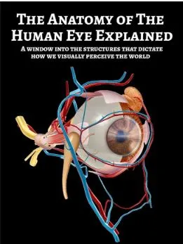 Scientists trace the shocking origin of human eyes to an ancient "cyclops": Study