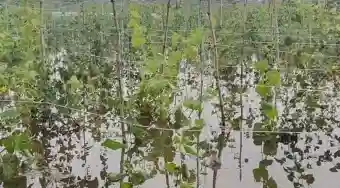 Flood fury in Odisha: Mahanadi waters wash away months of hard work, Farmer Ballabh faces huge loss