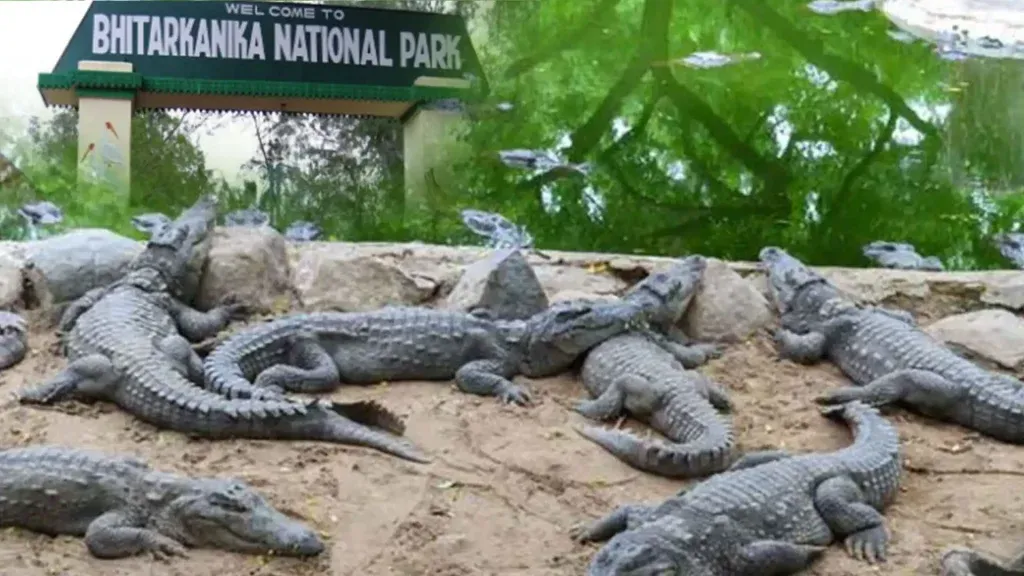 Bhitarkanika National Park reopens for tourists after three-month closure