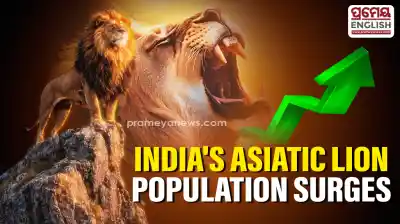 World Lion Day: Asiatic lion population rises