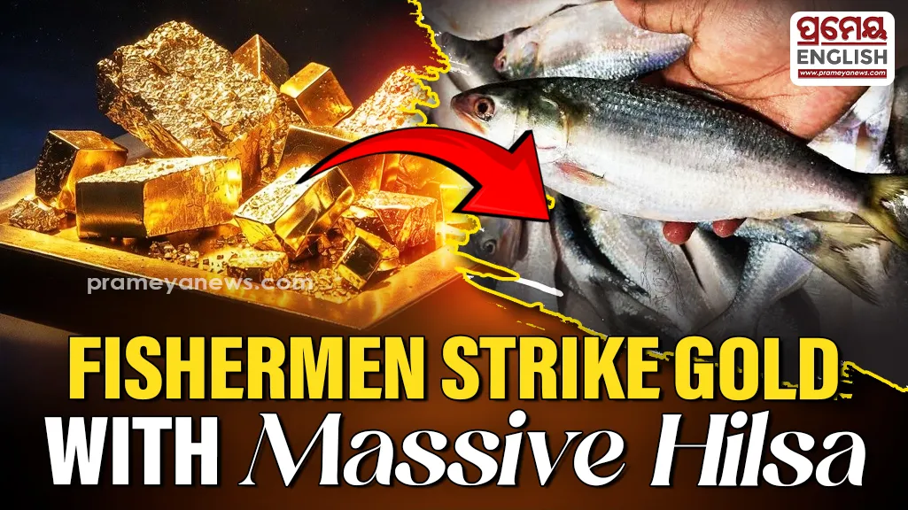 Fishermen strike gold as quintals of Hilsa flood Digha harbour

