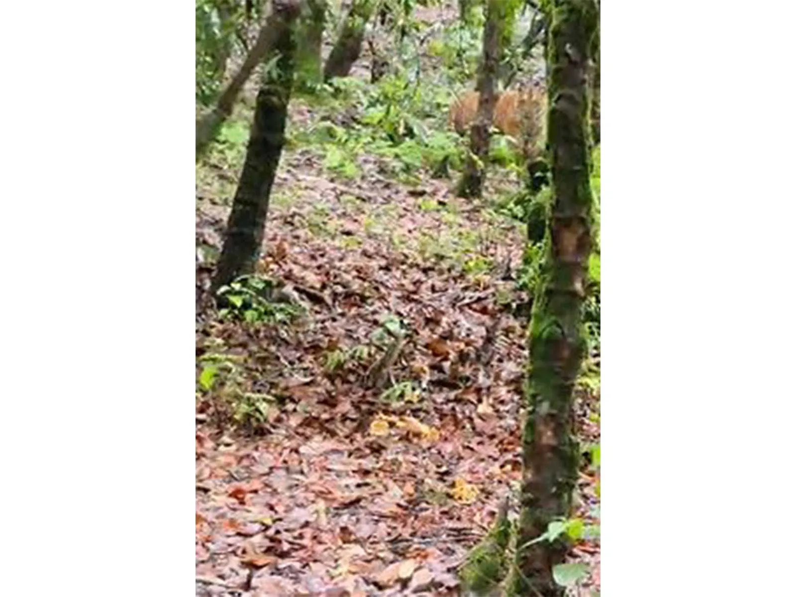 Tiger sighting at 8,000-ft Binsar Wildlife Sanctuary prompts heightened vigil
