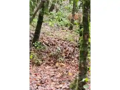 Tiger sighting at 8,000-ft Binsar Wildlife Sanctuary prompts heightened vigil