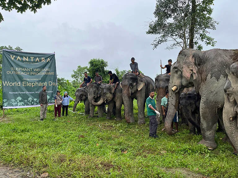 Vantara Shelters 260 Rescued Elephants — See How This Changes Animal Care Today