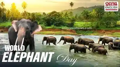 World Elephant Day: When the gentle giants Lose Their Way