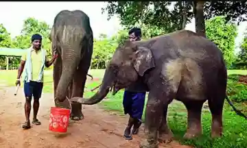 Motherless, but not alone: The seven elephants of Kumarakhunti