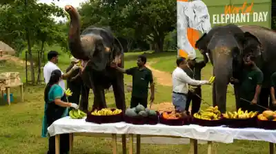 World Elephant Day celebrated at Nandankanan with awareness activities