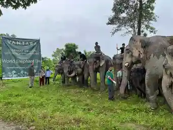 Vantara Shelters 260 Rescued Elephants — See How This Changes Animal Care Today