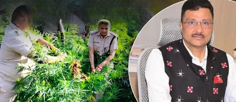 Odisha intensifies monitoring to curb illegal cannabis cultivation on government land