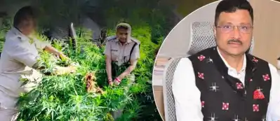 Odisha tightens vigil to curb illegal Cannabis Cultivation on government land