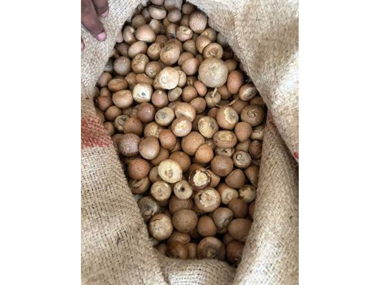 DRI uncovers Rs 2,500 crore customs duty fraud in areca nut imports, 9 arrested
