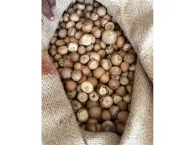 DRI uncovers Rs 2,500 crore customs duty fraud in areca nut imports, 9 arrested