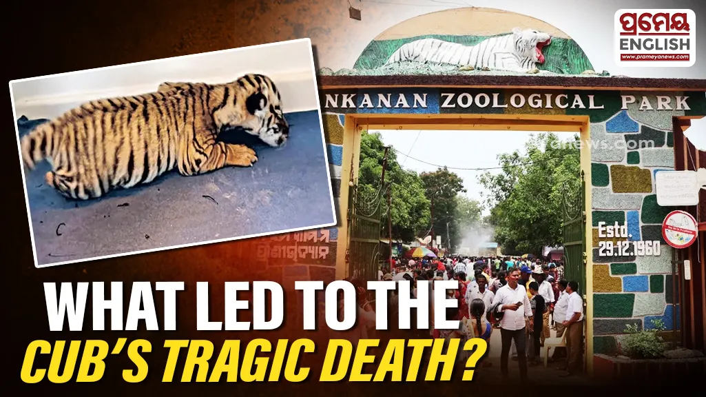 According to zoo authorities, the cub suddenly fell ill on the night of August 14 and started eating less. Its condition gradually deteriorated, with the cub becoming weak and developing a high body temperature.