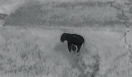 Odisha: Elephant calf rescued and reunited with herd in Champua Range